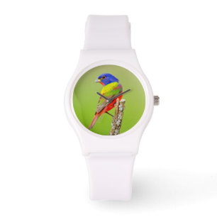 Buntbunt (Passerina ciris) Männchen sitzend Armbanduhr