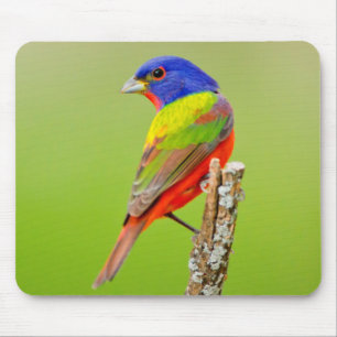 Buntbuntammer (Passerina ciris) Männchen Auf einer Mousepad