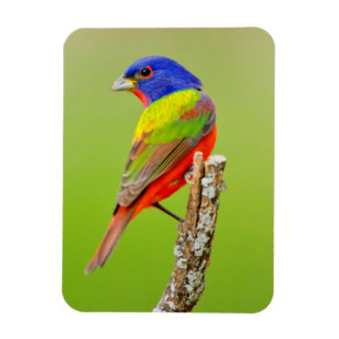 Buntbuntpink (Passerina ciris) Männchen Auf einer  Magnet