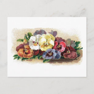 Bunte alte Stiefmütterchen-Blumen-Postkarte Postkarte