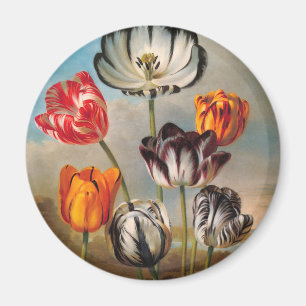 Bunte alte Tulpenblüten in einer Landschaft Magnet