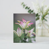 Bunte Amarillis Postkarte (Stehend Vorderseite)