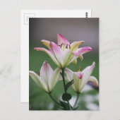 Bunte Amarillis Postkarte (Vorne/Hinten)