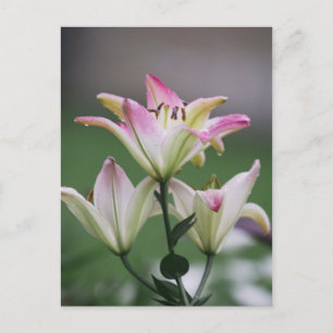 Bunte Amarillis Postkarte