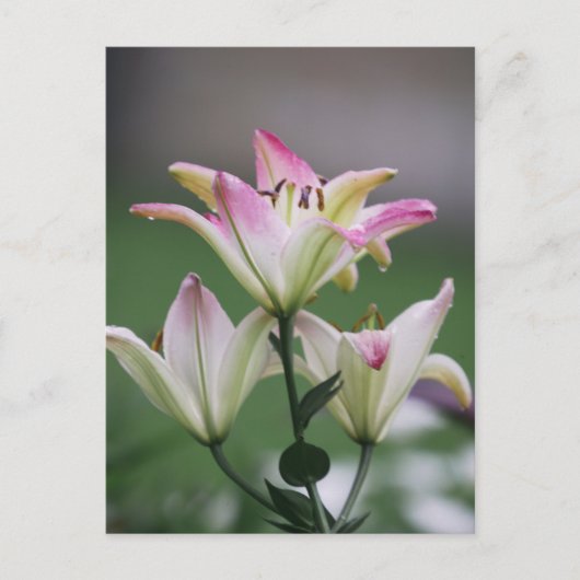 Bunte Amarillis Postkarte (Vorderseite)