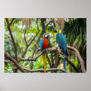 Bunte Arara-Papageien sitzen zusammen Poster