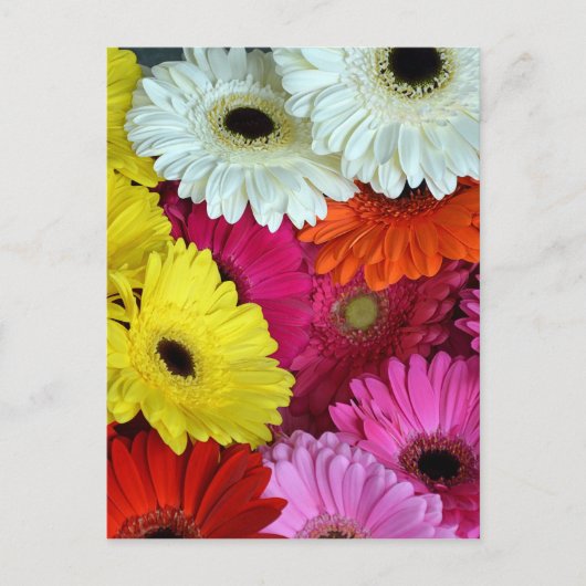 Bunte Blume Postkarte (Vorderseite)