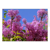 [Bunte Blumen] lila Syringa - Gruß-Karte (Vorderseite (Horizontal))