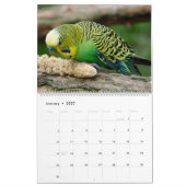 Bunte Budgien Parakeet Bird Lover Kalender (Jan 2027)