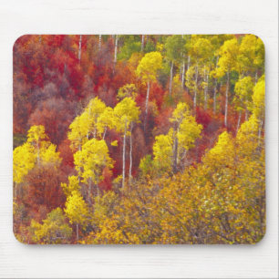 Bunte Espen im Logan Canyon Utah im Jahr 2 Mousepad