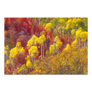 Bunte Espen im Logan Canyon Utah in der 2 Fotodruck
