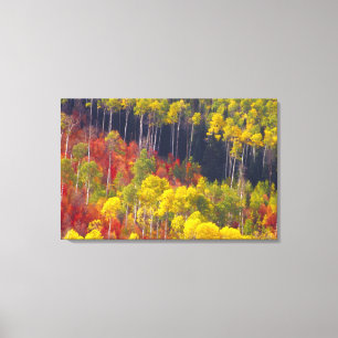 Bunte Espen im Logan Canyon Utah in der 2 Leinwanddruck