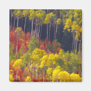 Bunte Espen im Logan Canyon Utah in der Magnet