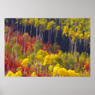 Bunte Espen im Logan Canyon Utah in der Poster