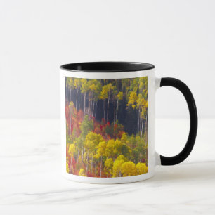 Bunte Espen im Logan Canyon Utah in der Tasse