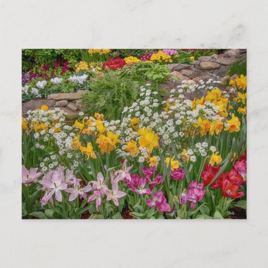 Bunte Frühlingsblumen in voller Blüte Postkarte (Vorderseite)