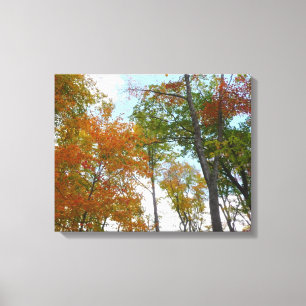 Bunte Herbstblätter in die Höhe blickend Leinwanddruck