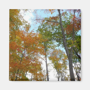 Bunte Herbstblätter in die Höhe blickend Magnet
