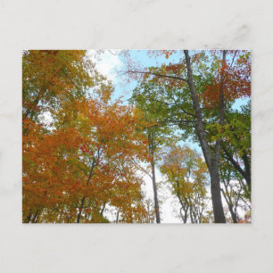 Bunte Herbstblätter in die Höhe blickend Postkarte