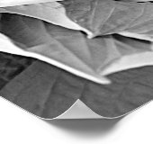 Bunte Hosta Schwarz-Weiß-Blumenbild Poster (Ecke)