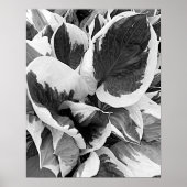 Bunte Hosta Schwarz-Weiß-Blumenbild Poster (Vorne)