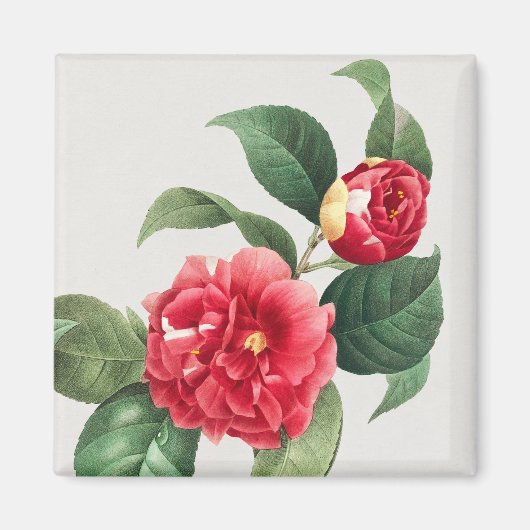 Bunte Kamelie, Pierre-Joseph Redouté, 1833 Magnet (Vorne)