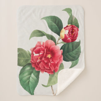 Bunte Kamelie, Pierre-Joseph Redouté, 1833 Sherpadecke