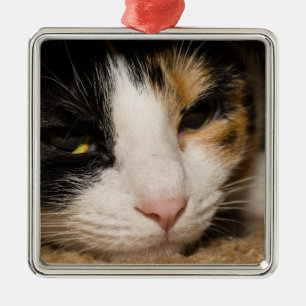 Bunte Katze Ornament Aus Metall