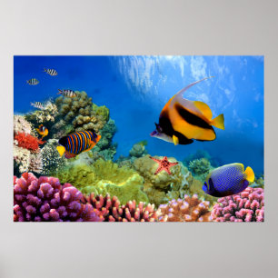 Bunte Koralle u. tropische Fische Poster