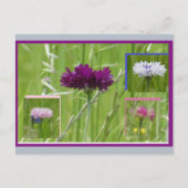 Bunte Kornblumen Collage DIY Postkarte (Vorderseite)