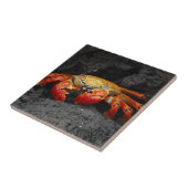 Bunte Krabbe Fliese (Seite)