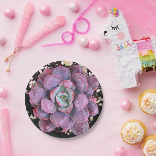 Bunte lila Echeveria Regentropfen saftig Pappteller (Party)