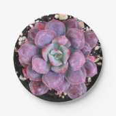 Bunte lila Echeveria Regentropfen saftig Pappteller (Vorderseite)