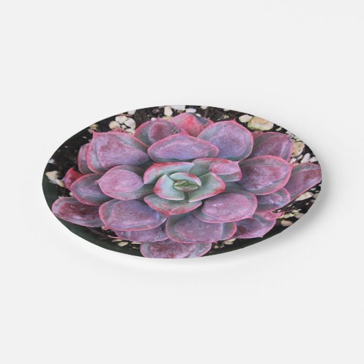 Bunte lila Echeveria Regentropfen saftig Pappteller (Schrägansicht)