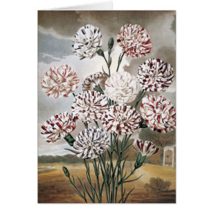 Bunte Nelken mit grauem Himmel im Vintage-Stil