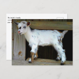 Bunte nigerianische Zwergziege mit blauen Augen Postkarte