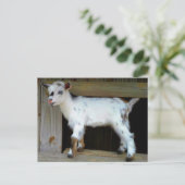 Bunte nigerianische Zwergziege mit blauen Augen Postkarte (Stehend Vorderseite)