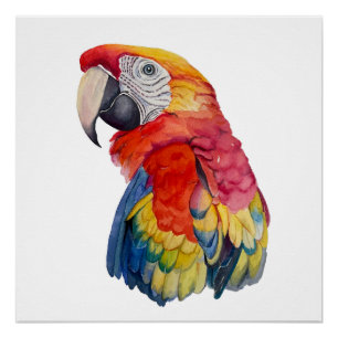 Bunte Papageien-Wasserfarben-Illustration Poster
