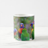 Bunte Regenbogenloris Papageien beim Essen Kaffeetasse (Mittel)