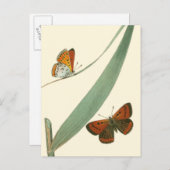 Bunte Schmetterlinge, die um ein Blatt flattern Postkarte (Vorne/Hinten)