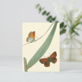 Bunte Schmetterlinge, die um ein Blatt flattern Postkarte (Stehend Vorderseite)