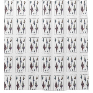 Bunte sieben Seashells Duschvorhang