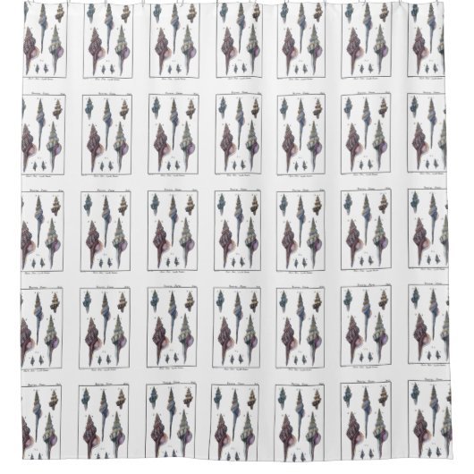 Bunte sieben Seashells Duschvorhang (Vorderseite)