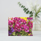 Bunte Stiefmütterchen-Blumen im Garten Postkarte (Stehend Vorderseite)