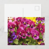 Bunte Stiefmütterchen-Blumen im Garten Postkarte (Vorne/Hinten)
