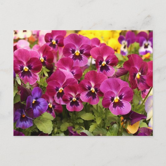 Bunte Stiefmütterchen-Blumen im Garten Postkarte (Vorderseite)