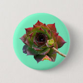 Bunte Sukkulente Sempervivum Pflanze Garten Button (Vorderseite)