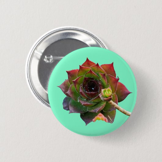 Bunte Sukkulente Sempervivum Pflanze Garten Button (Vorne & Hinten)