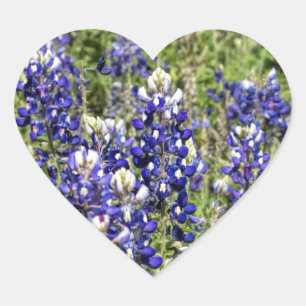 Bunte TexasBluebonnets - Lupinus texensis Herz-Aufkleber
