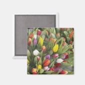 Bunte Tulpen Magnet (Vorderseite/Rückseite)